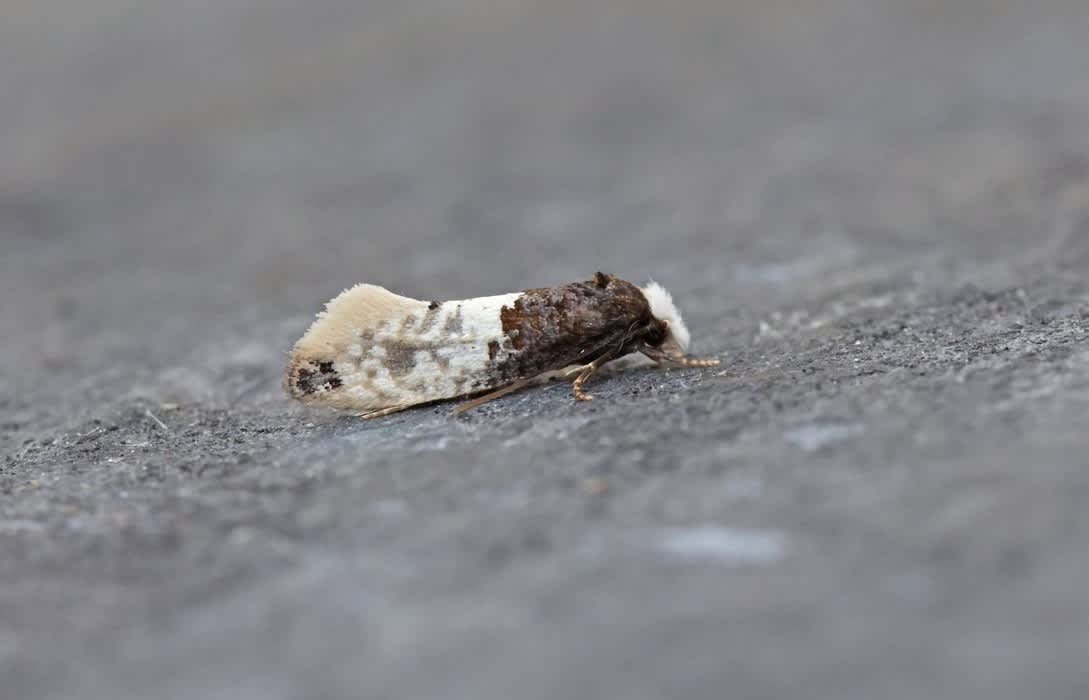 Tapestry Moth (Trichophaga tapetzella) photographed at Dungeness  by M. Casemore