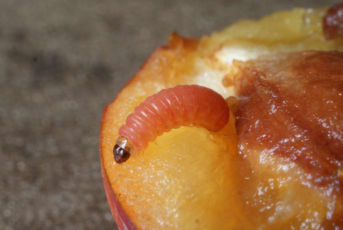 Plum Fruit Moth (Grapholita funebrana) photographed at Littlebourne  by Dave Shenton 