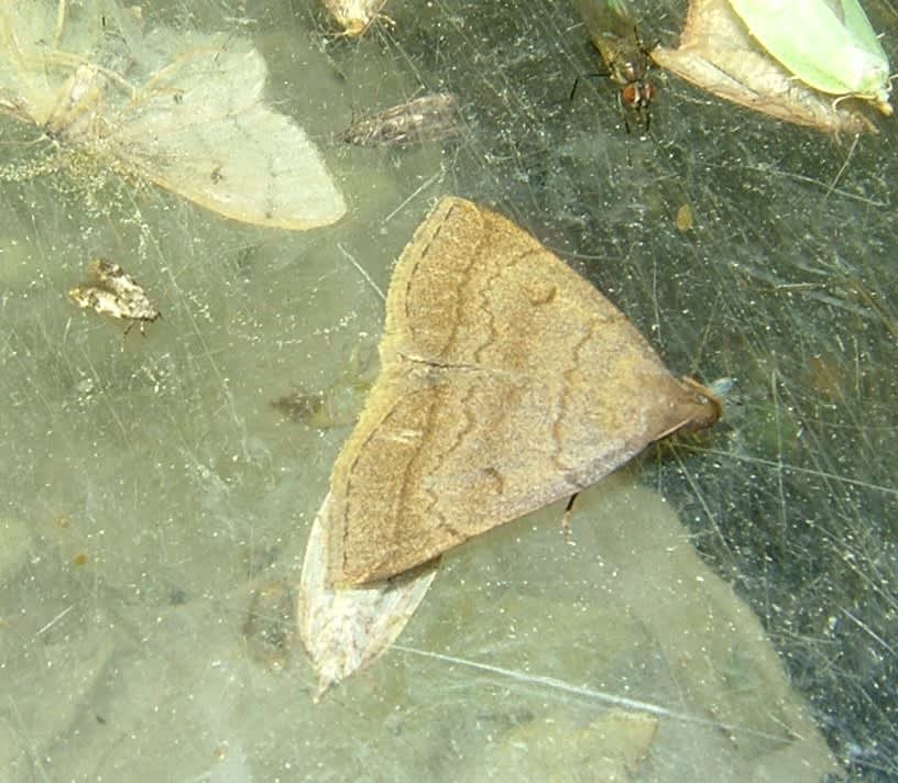 Jubilee Fan-foot (Zanclognatha lunalis) photographed at France  by Tony Rouse