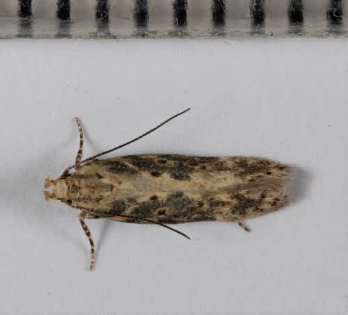 Beet Moth (Scrobipalpa ocellatella) photographed at Lydden by Steve Cutt