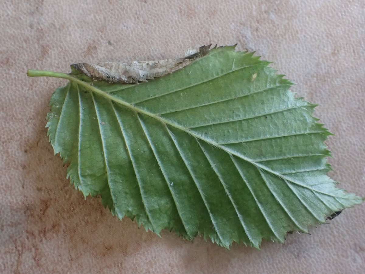 Hornbeam Slender (Parornix carpinella) photographed in Kent by Dave Shenton