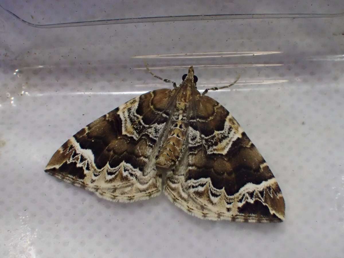 The Phoenix (Eulithis prunata) photographed at Stodmarsh NNR  by Dave Shenton 