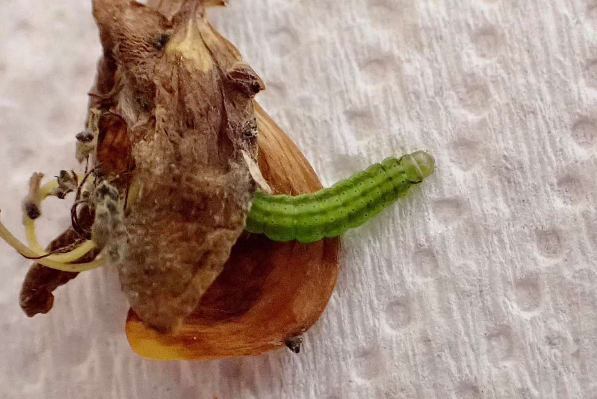 Broom Flat-body (Agonopterix scopariella) photographed in Kent by Oliver Bournat