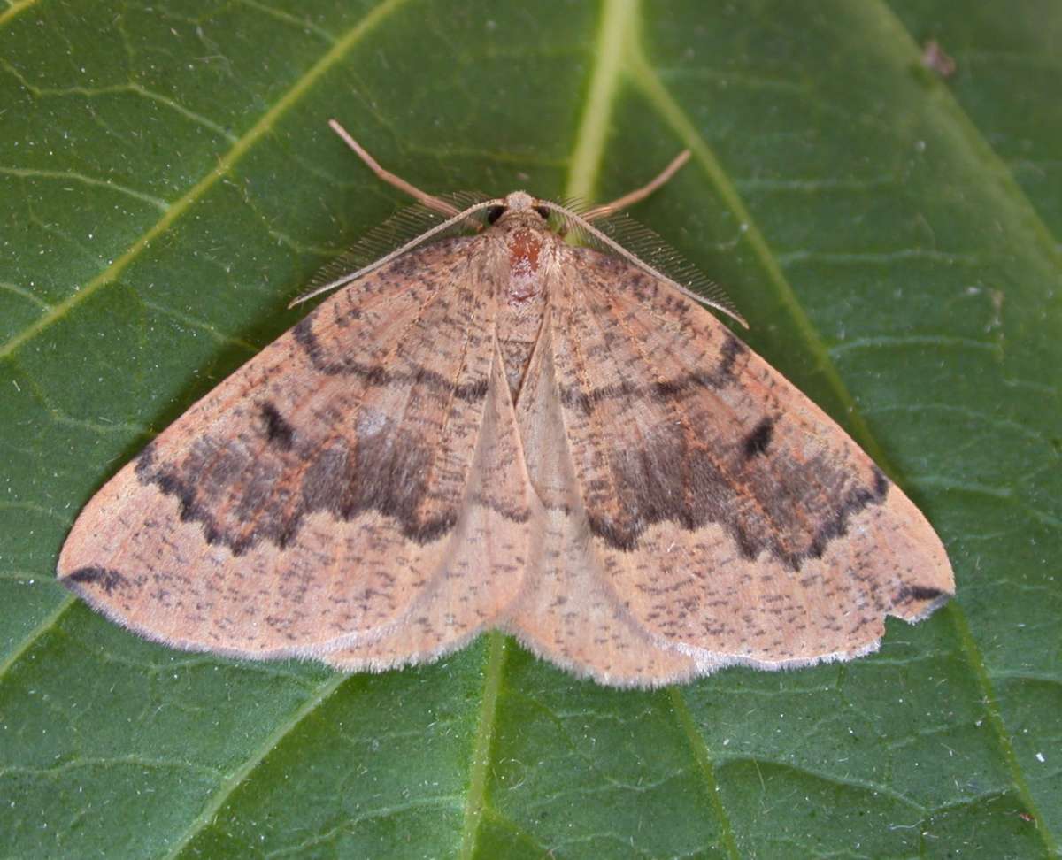 Banded Pine Carpet (Pungeleria capreolaria) photographed at Saltwood by Ian Roberts