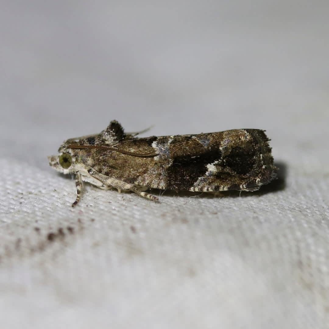 Apple Marble (Eudemis porphyrana) photographed at Folkestone  by Ian Roberts 