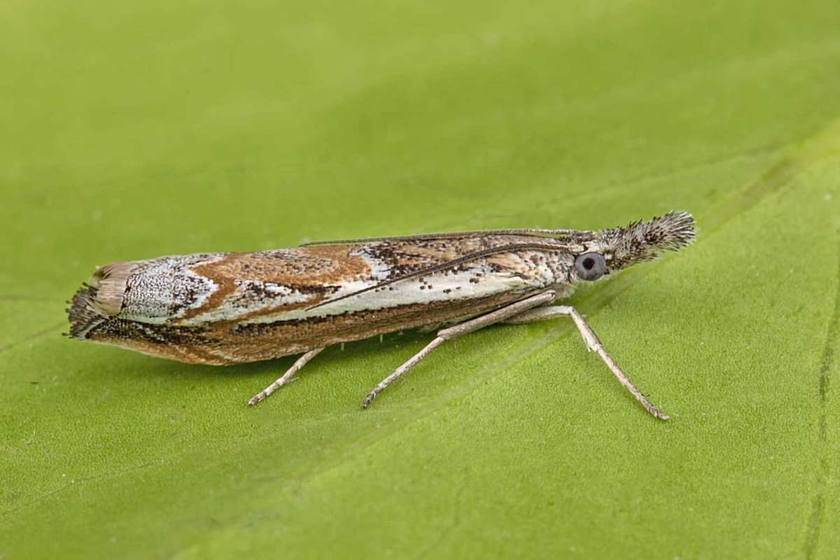 Hook-tipped Grass-veneer (Platytes alpinella) photographed in Kent by Peter Maton