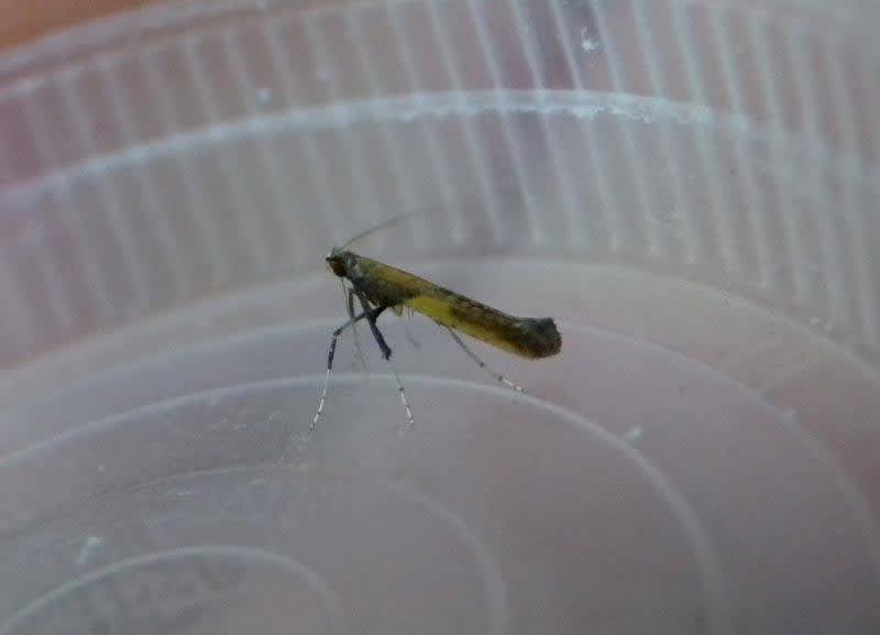 Azalea Leaf-miner (Caloptilia azaleella) photographed at Dartford  by Andrew Lawson