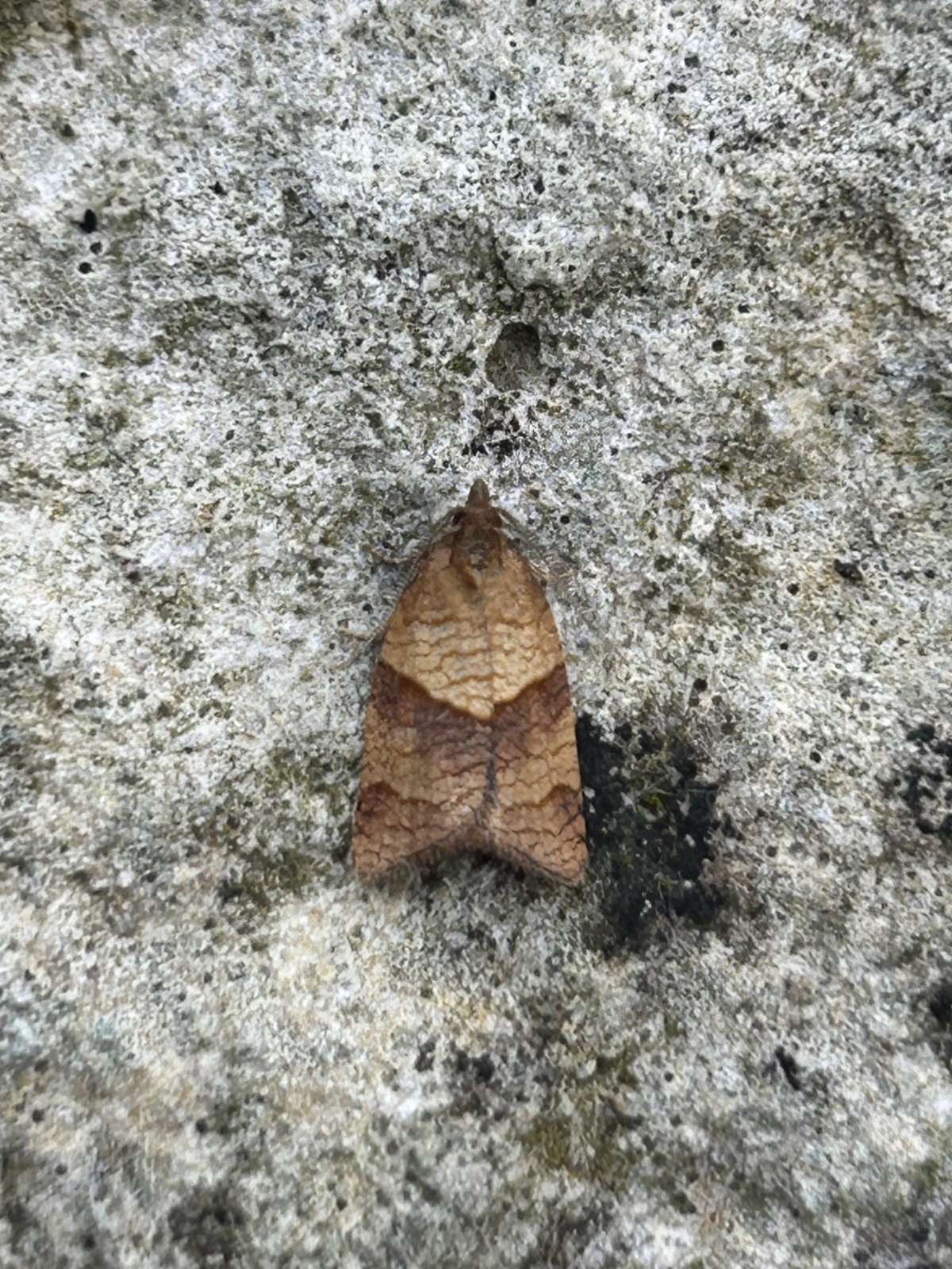 Cinquefoil Tortrix (Philedone gerningana) photographed in Kent by Dave Shenton