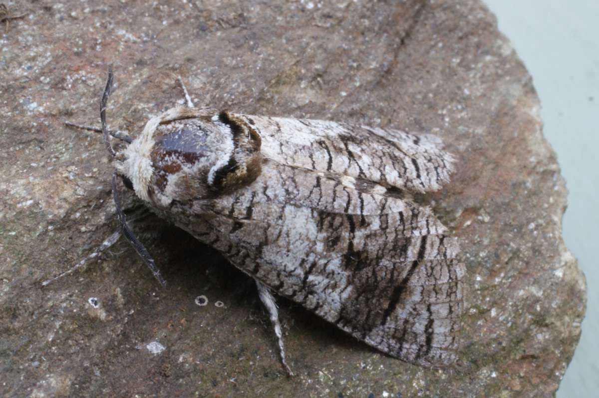 Goat Moth (Cossus cossus) photographed in Kent by Dave Shenton 