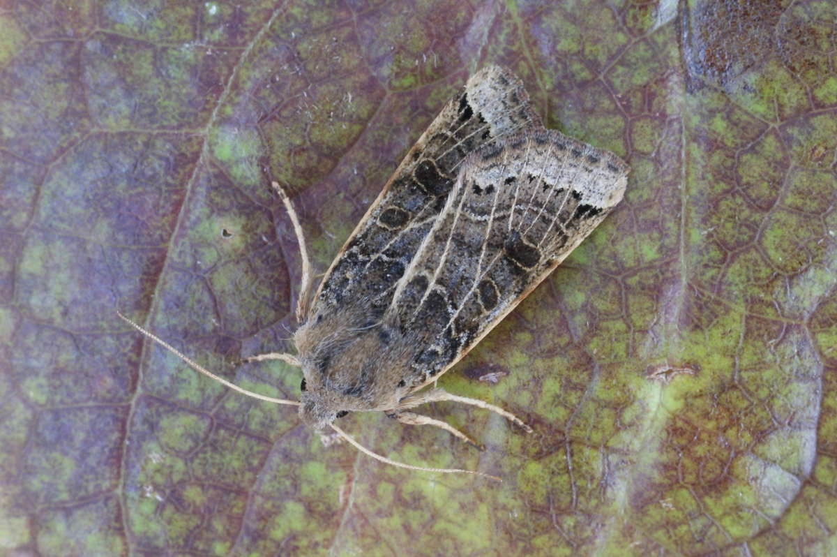 Lunar Underwing (Omphaloscelis lunosa) photographed at Aylesham  by Dave Shenton 