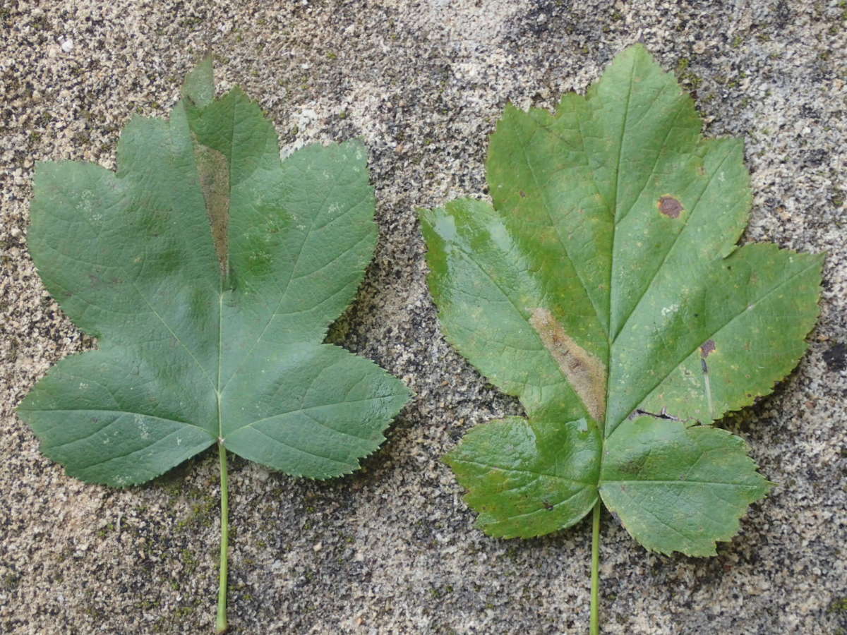 Scarce Brown Midget (Phyllonorycter mespilella) photographed in Kent by Dave Shenton