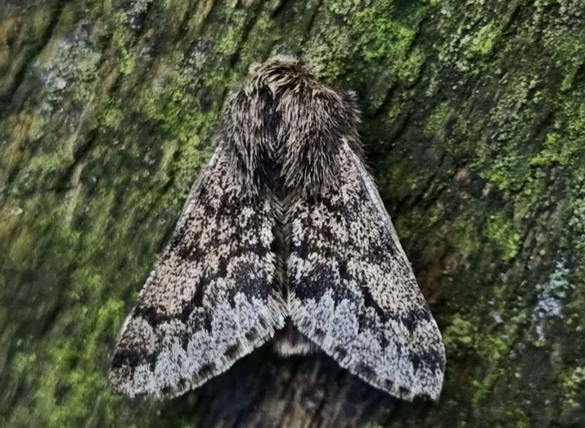 Small Brindled Beauty (Apocheima hispidaria) photographed at Ashford  by Leonard Cooper