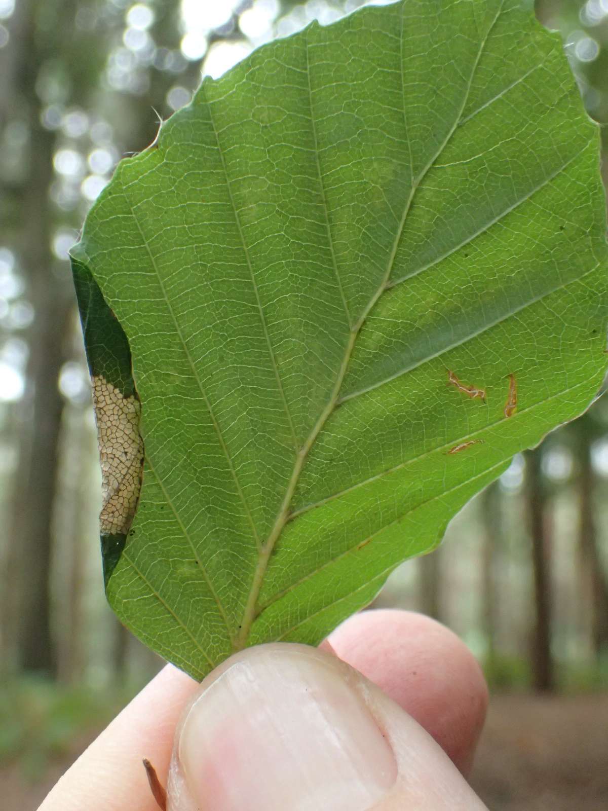 Beech Slender (Parornix fagivora) photographed in Kent by Dave Shenton 