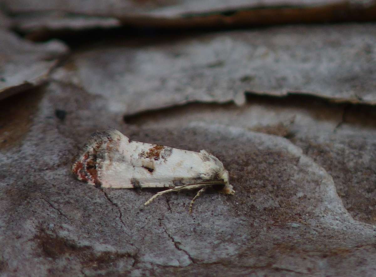 White-bodied Conch (Cochylis hybridella) photographed in Kent by Allan Ward