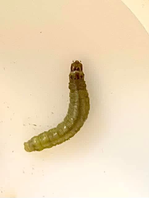 Common Birch Bell (Epinotia immundana) photographed in Kent by Oliver Bournat 