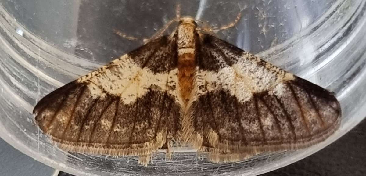 Spring Usher (Agriopis leucophaearia) photographed at Ashford  by Leonard Cooper