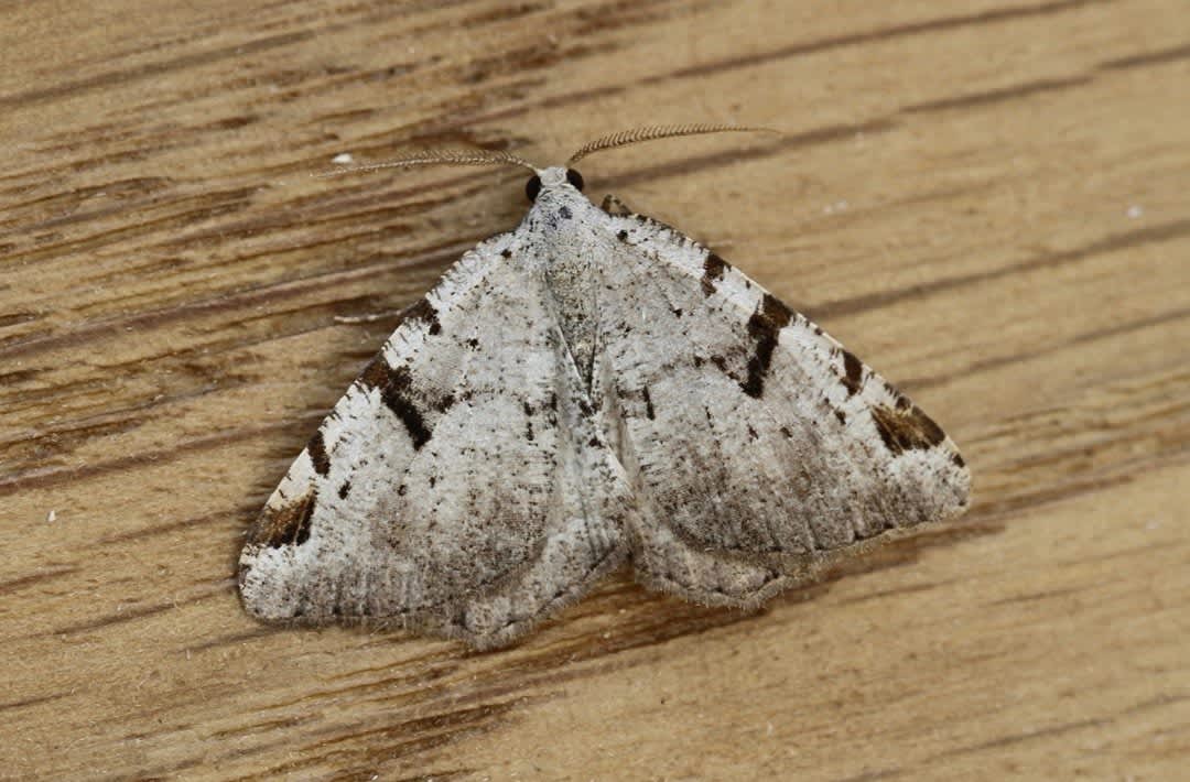 The V-Moth (Macaria wauaria) photographed in Kent by Josh Jones 