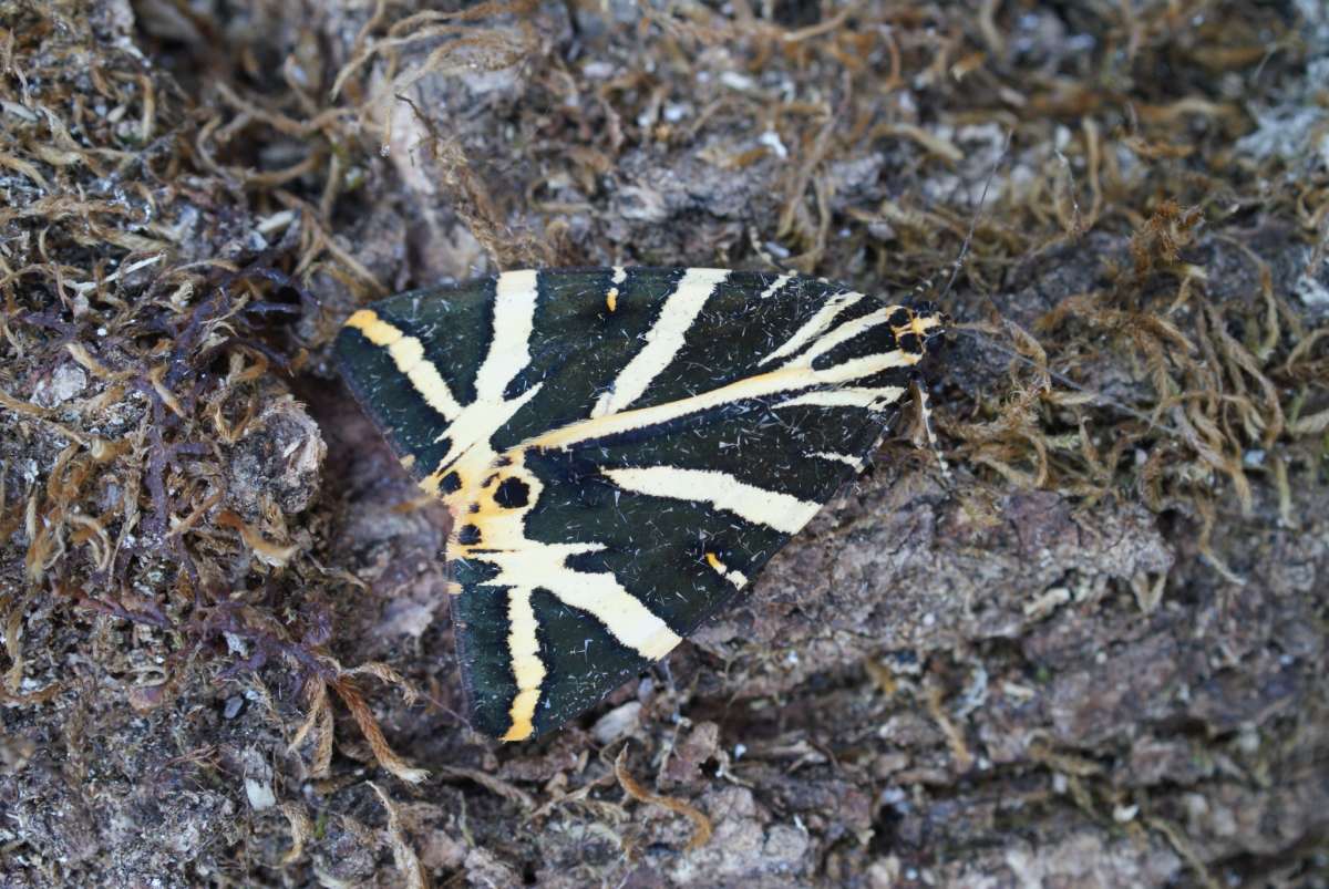 Jersey Tiger (Euplagia quadripunctaria) photographed in Kent by Dave Shenton 