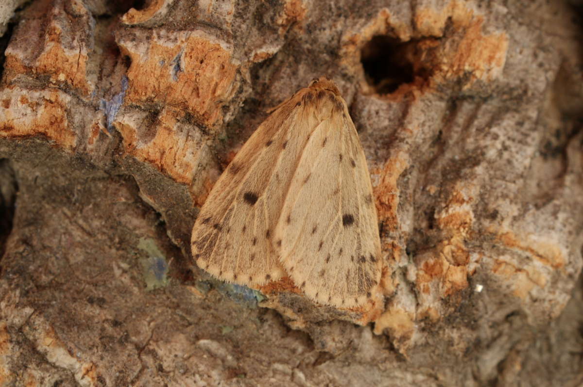 Round-winged Muslin (Thumatha senex) photographed in Kent by Dave Shenton 