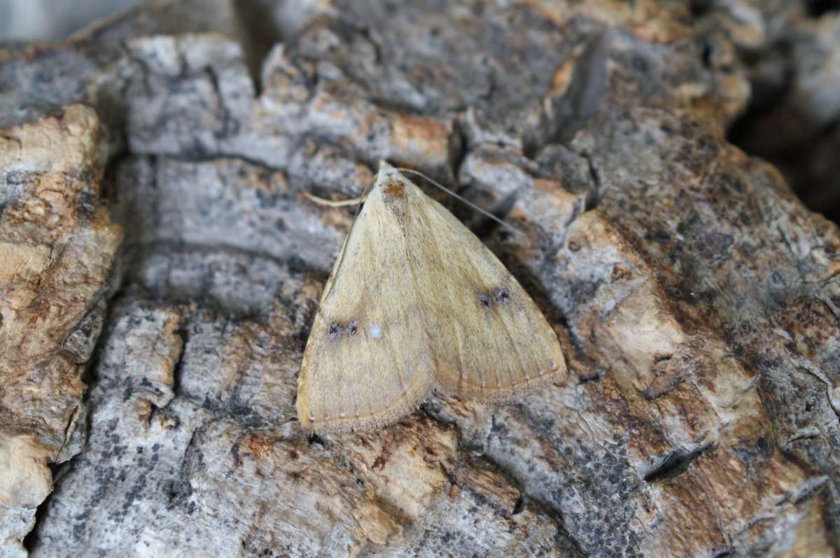 Straw Dot (Rivula sericealis) photographed at Aylesham  by Dave Shenton 