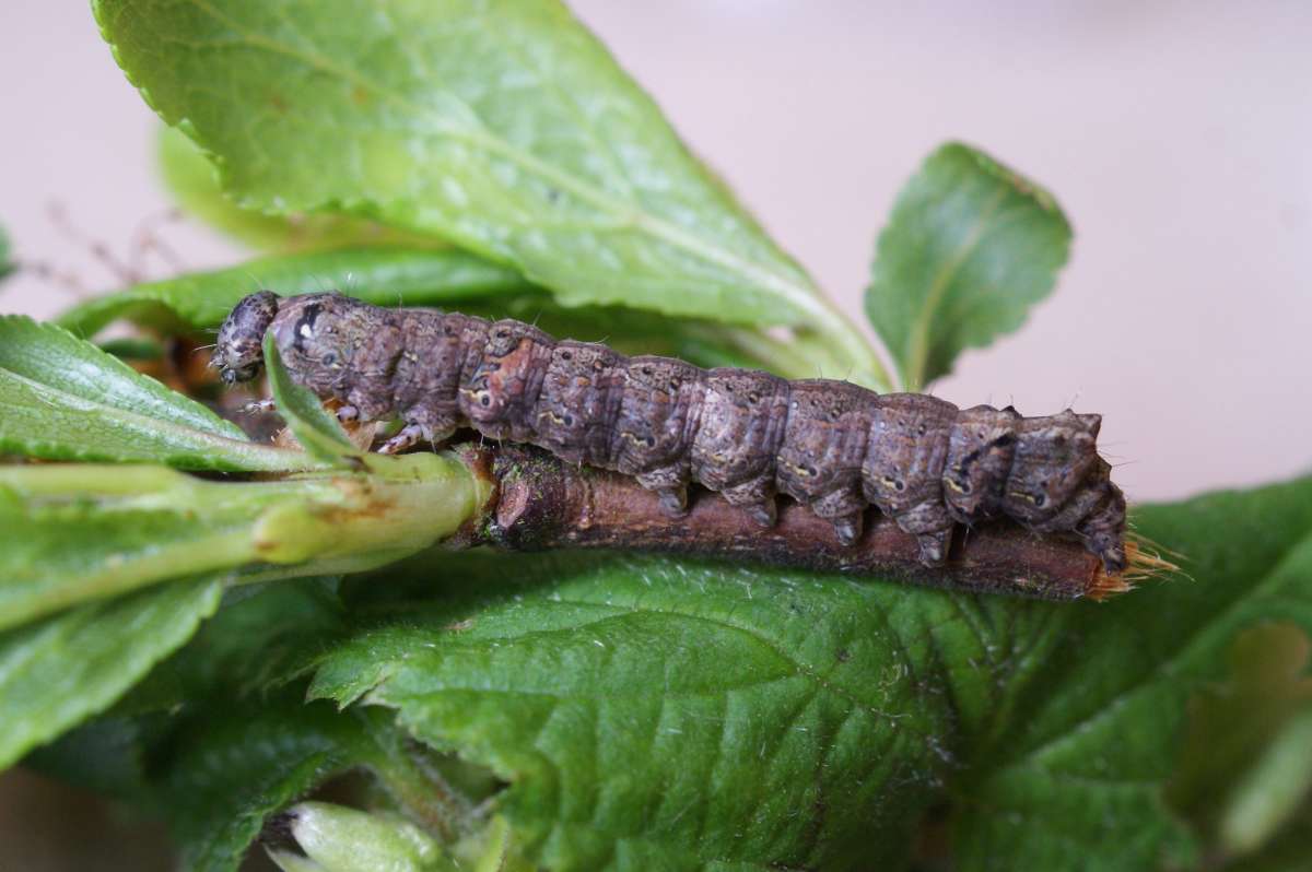 Green-brindled Crescent (Allophyes oxyacanthae) photographed at Aylesham  by Dave Shenton 