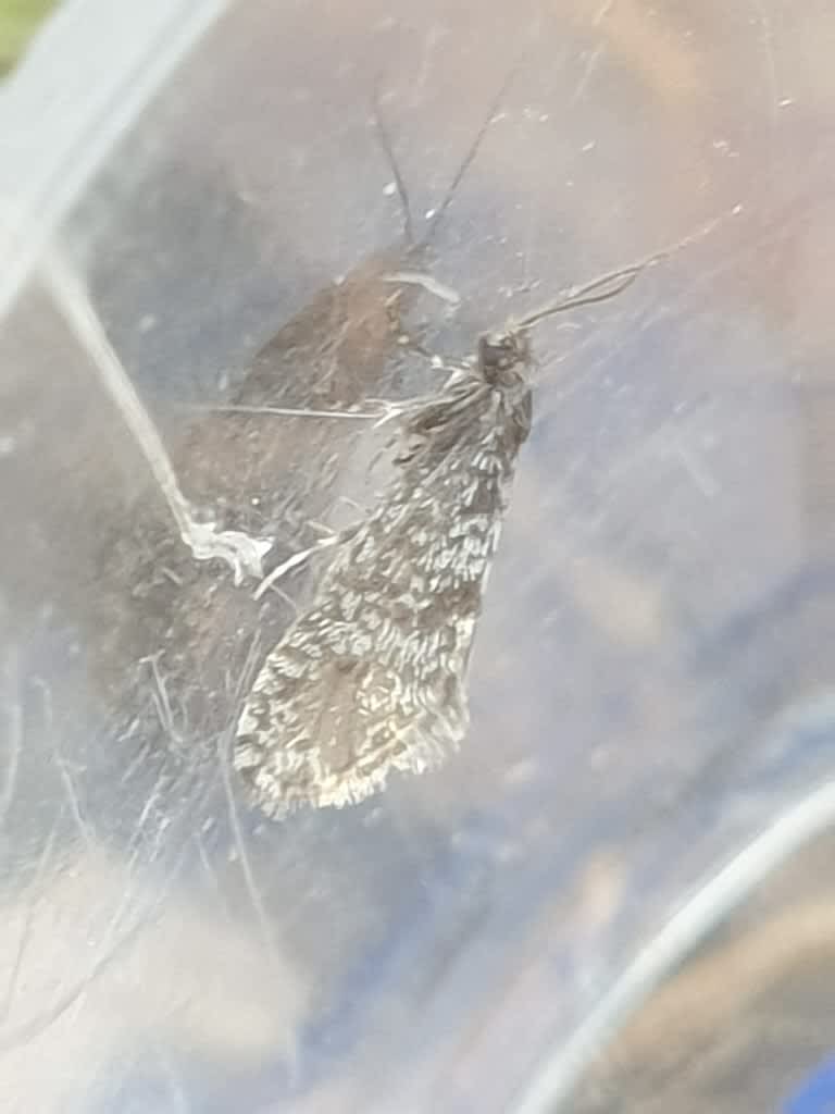 Lesser Lichen Bagworm (Dahlica inconspicuella) photographed at Tudeley Woods by Phil Ambler