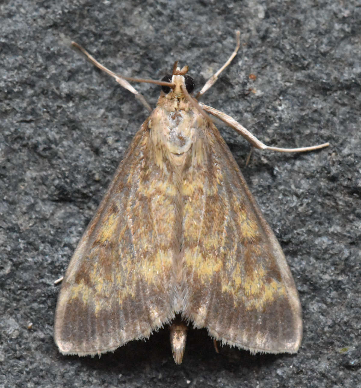 European Corn-borer (Ostrinia nubilalis) photographed in Kent by Ross Newham 