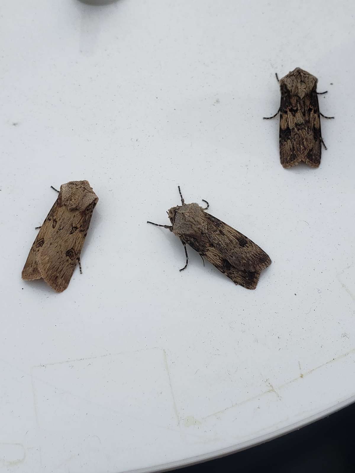 Shuttle-shaped Dart (Agrotis puta) photographed in Kent by Phil Ambler 