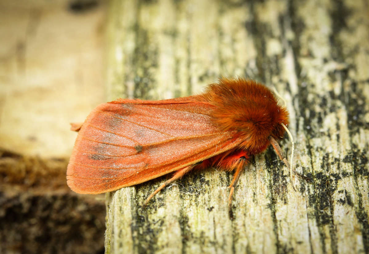 Ruby Tiger (Phragmatobia fuliginosa) photographed in Kent by Carol Strafford 