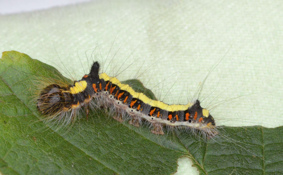 Grey Dagger (Acronicta psi) photographed in Kent by Alan Stubbs 