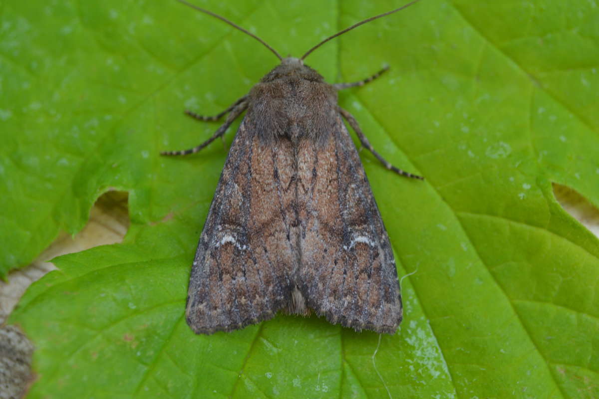 Scarce Brindle (Apamea lateritia) photographed at Saltwood  by Paul Howe