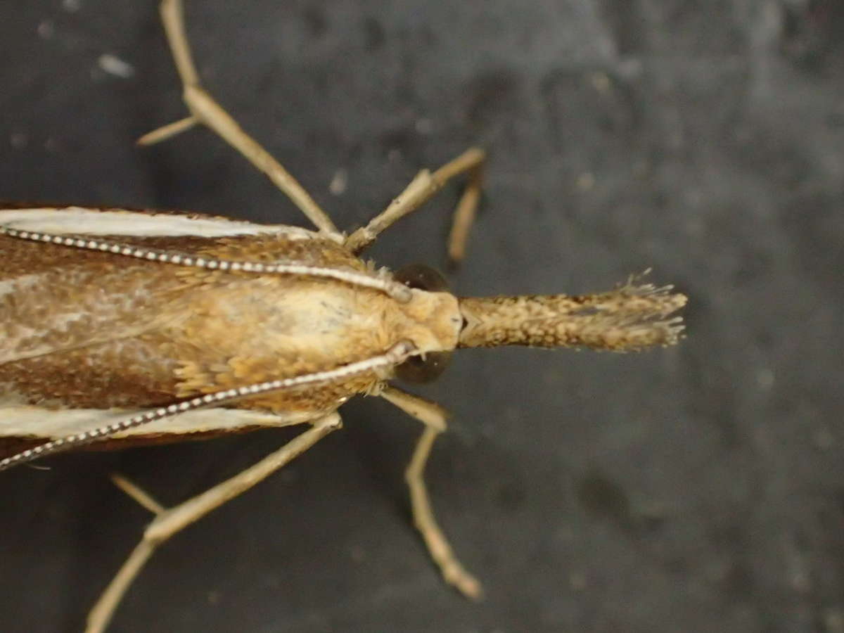 Common Grass-veneer (Agriphila tristella) photographed in Kent by Dave Shenton 