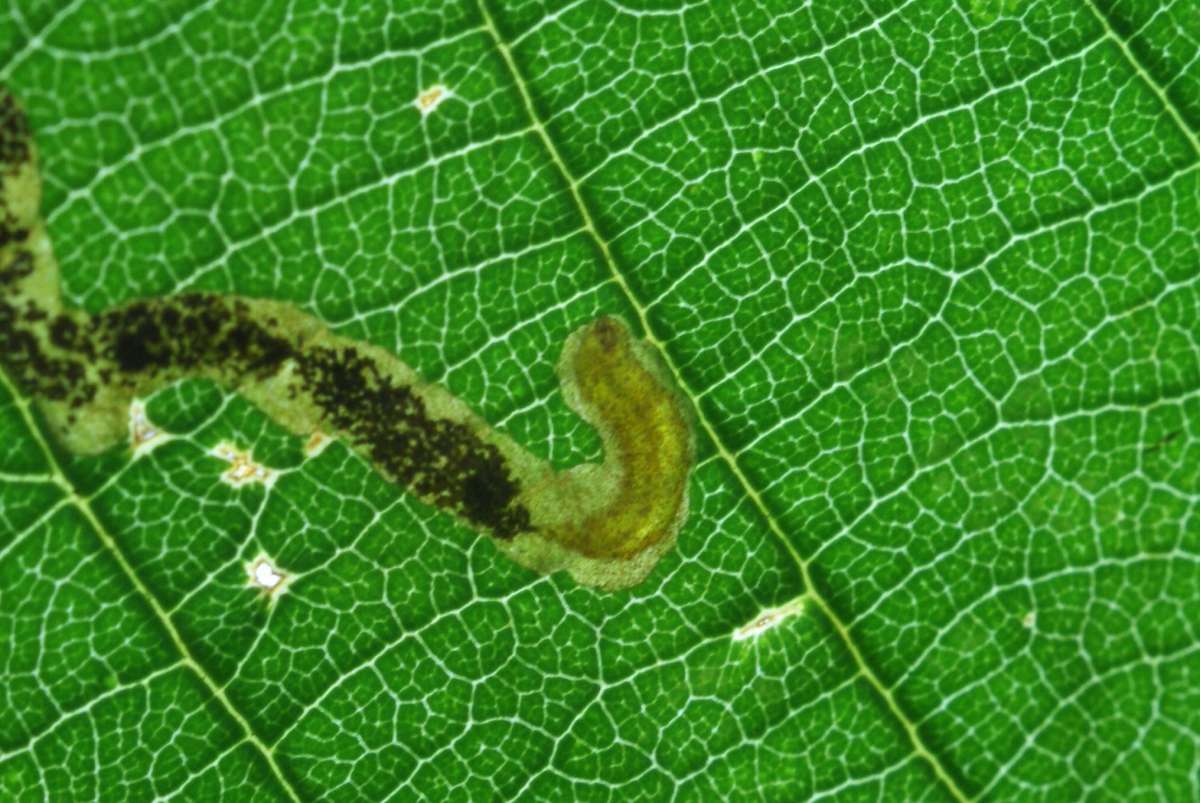 Golden Pigmy (Stigmella aurella) photographed in Kent by Dave Shenton