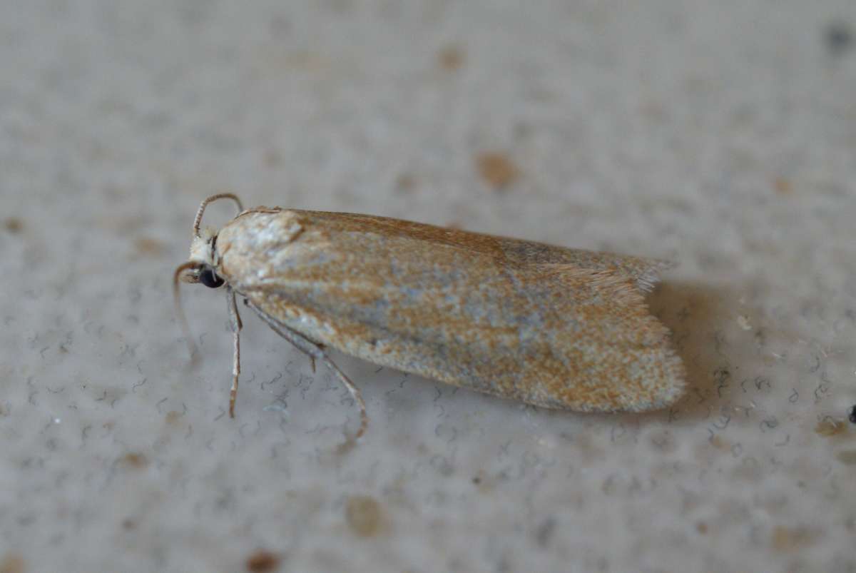 Long-winged Shade (Cnephasia longana) photographed at Aylesham  by Dave Shenton 