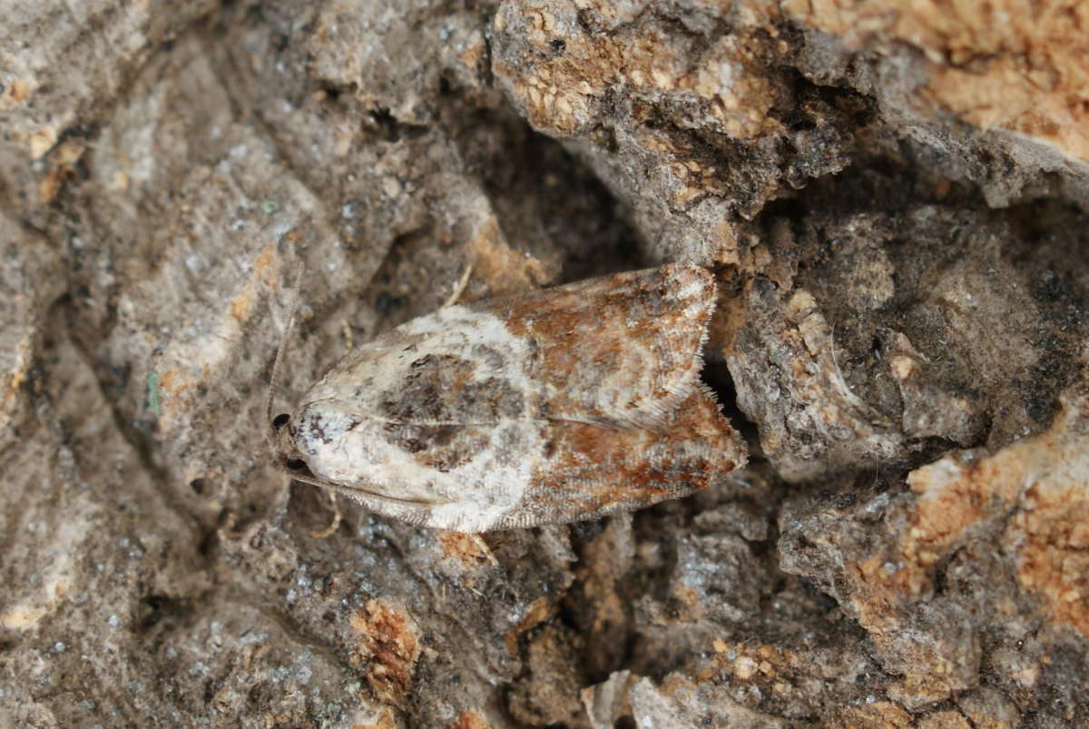 Garden Rose Tortrix (Acleris variegana) photographed in Kent by Dave Shenton 