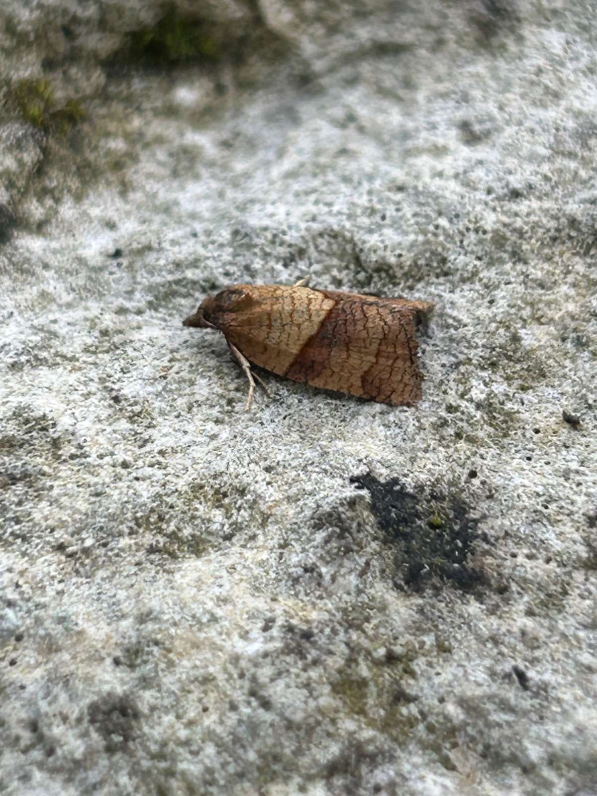 Cinquefoil Tortrix (Philedone gerningana) photographed in Kent by Dave Shenton