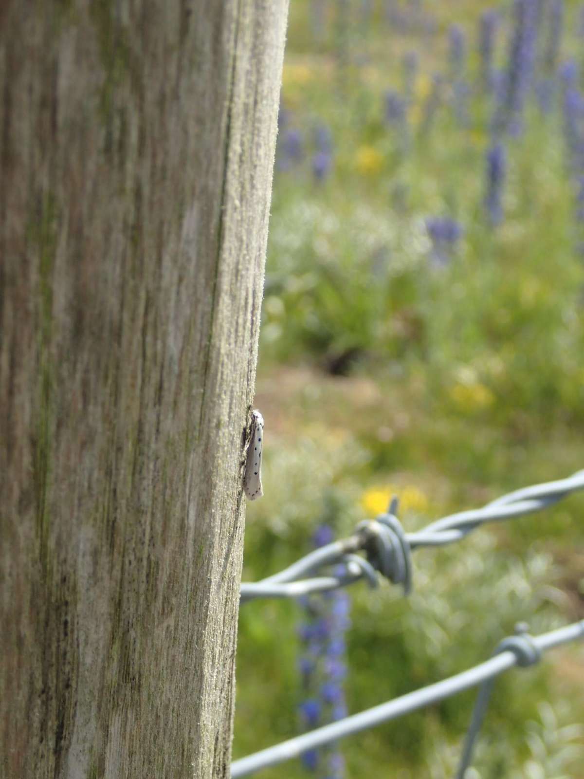 Five-spot Ermel (Ethmia terminella) photographed at Sandwich Bay  by Dave Shenton 