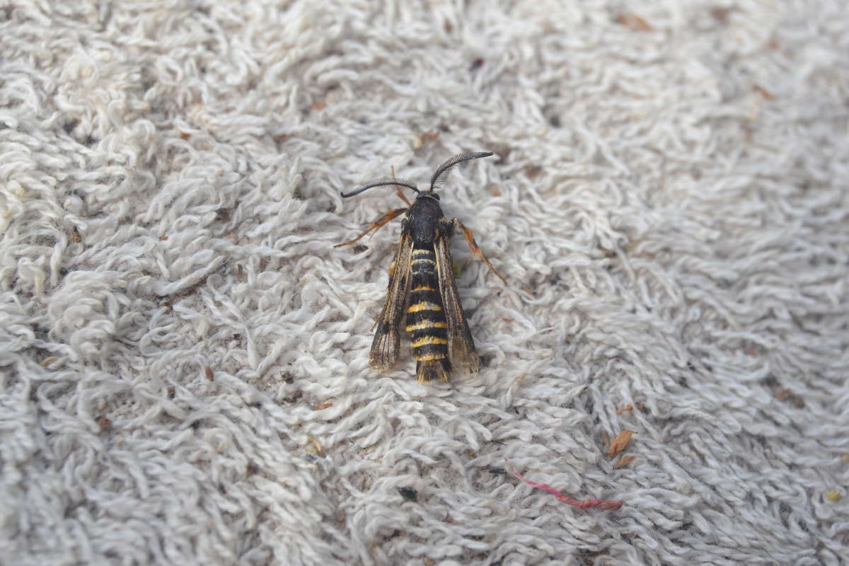 Raspberry Clearwing (Pennisetia hylaeiformis) photographed at Saltwood  by Paul Howe