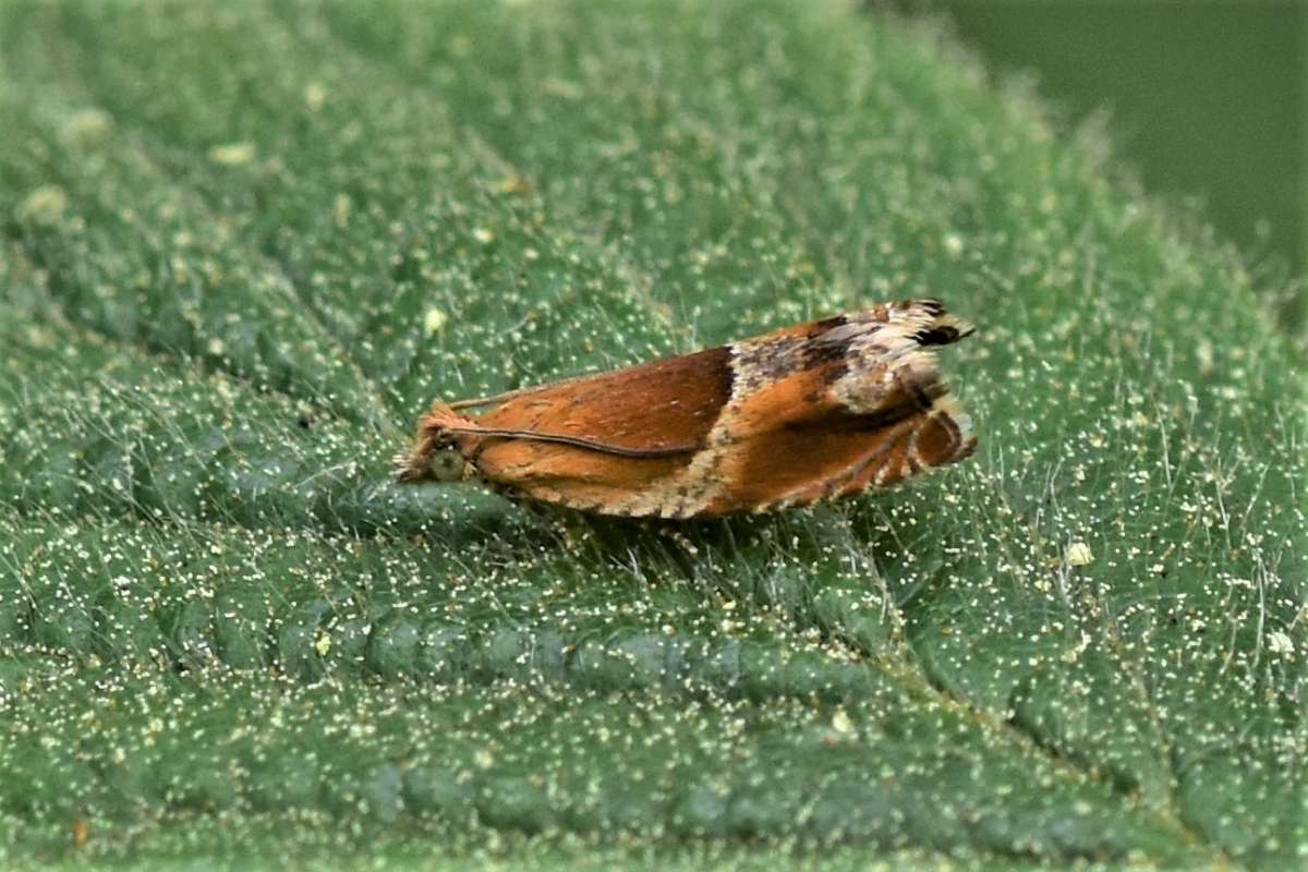 Small Buckthorn Roller (Ancylis obtusana) photographed in Kent by Antony Wren