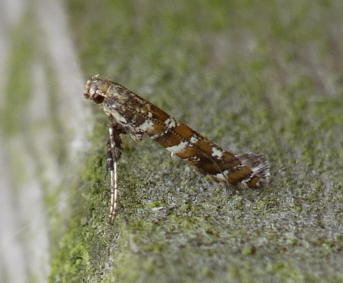 Common Slender (Gracillaria syringella) photographed in Kent by Allan Ward 