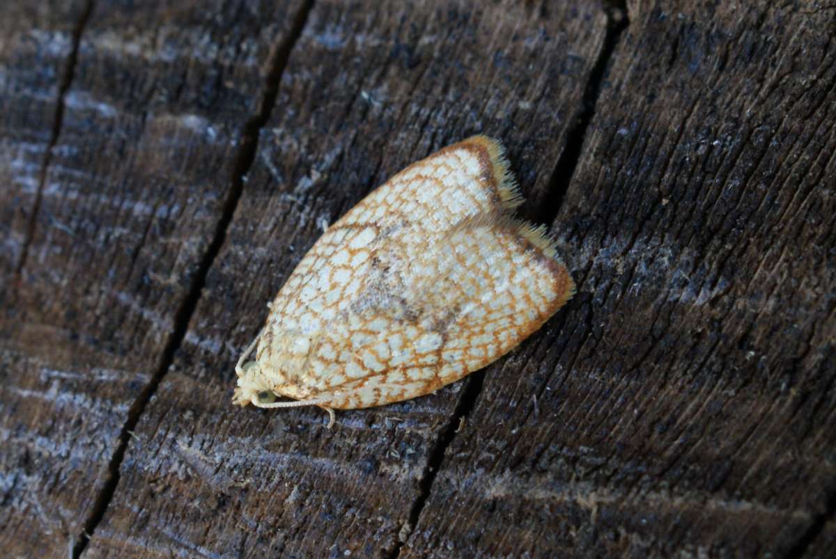 Maple Button (Acleris forsskaleana) photographed at Aylesham  by Dave Shenton 