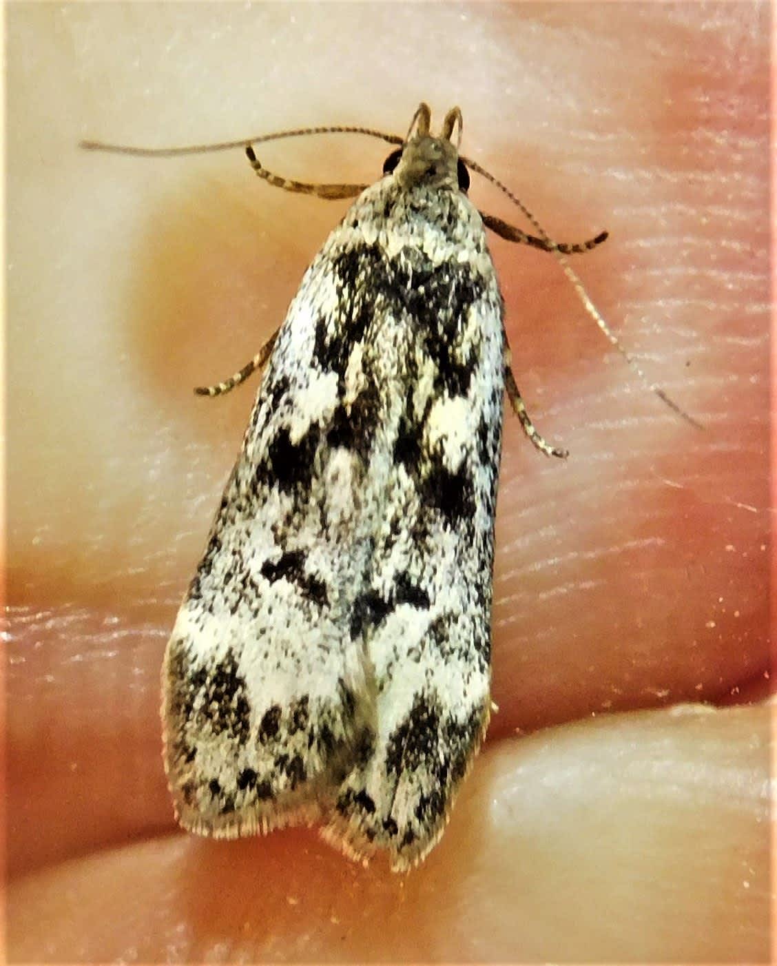 Birch Sober (Anacampsis blattariella) photographed at Orlestone  by John Dale 