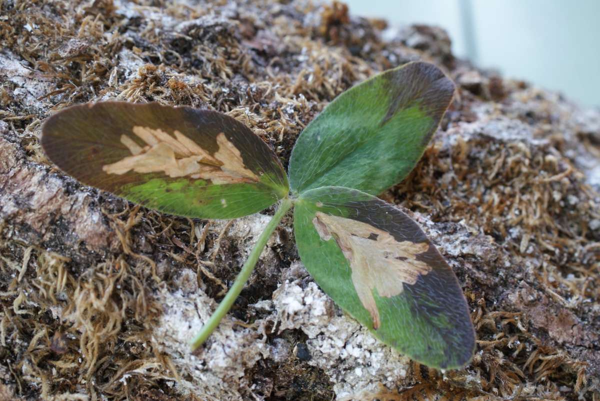 Clover Slender (Parectopa ononidis) photographed in Kent by Dave Shenton