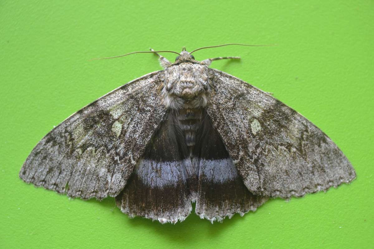 Clifden Nonpareil (Catocala fraxini) photographed in Kent by Paul Howe