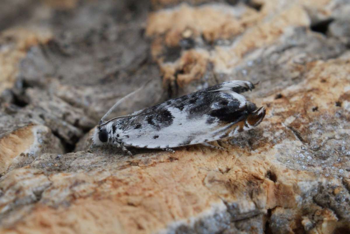 Aspen Roller (Ancylis laetana) photographed in Kent by Dave Shenton 