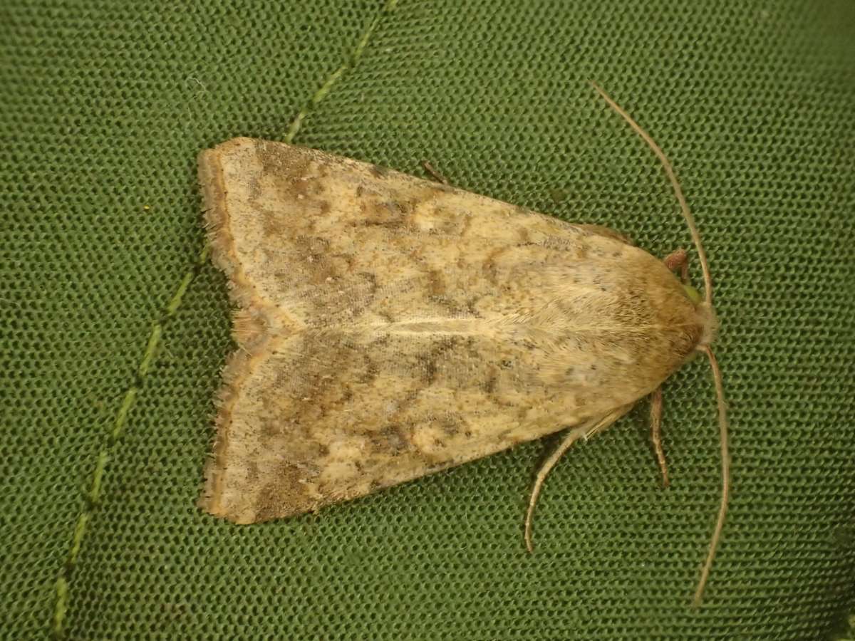 Scarce Bordered Straw (Helicoverpa armigera) photographed in Kent by Dave Shenton 