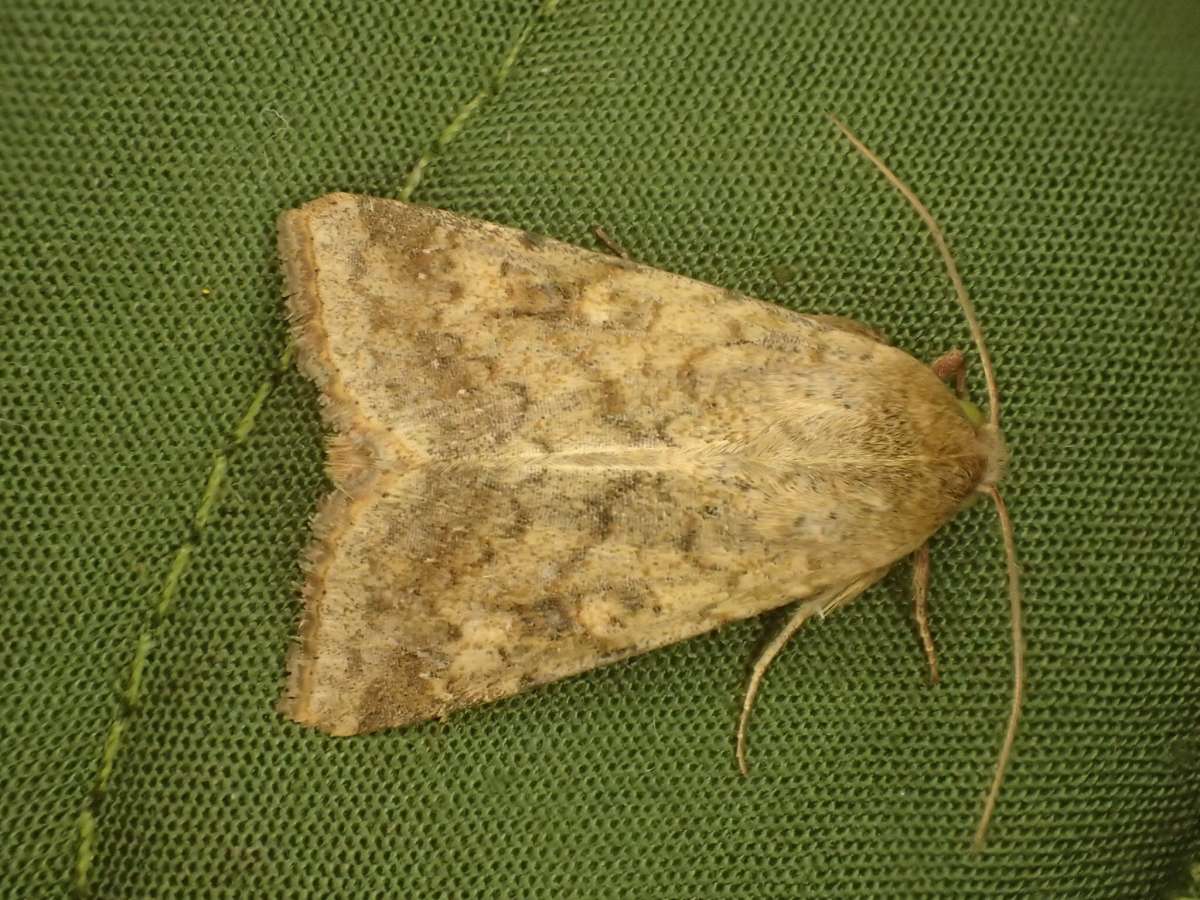 Scarce Bordered Straw (Helicoverpa armigera) photographed in Kent by Dave Shenton 