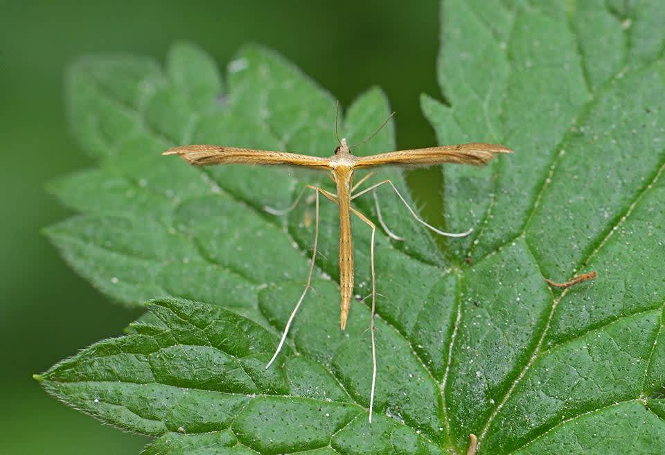 Brown Plume (Stenoptilia pterodactyla) photographed in Kent by Simon Warry