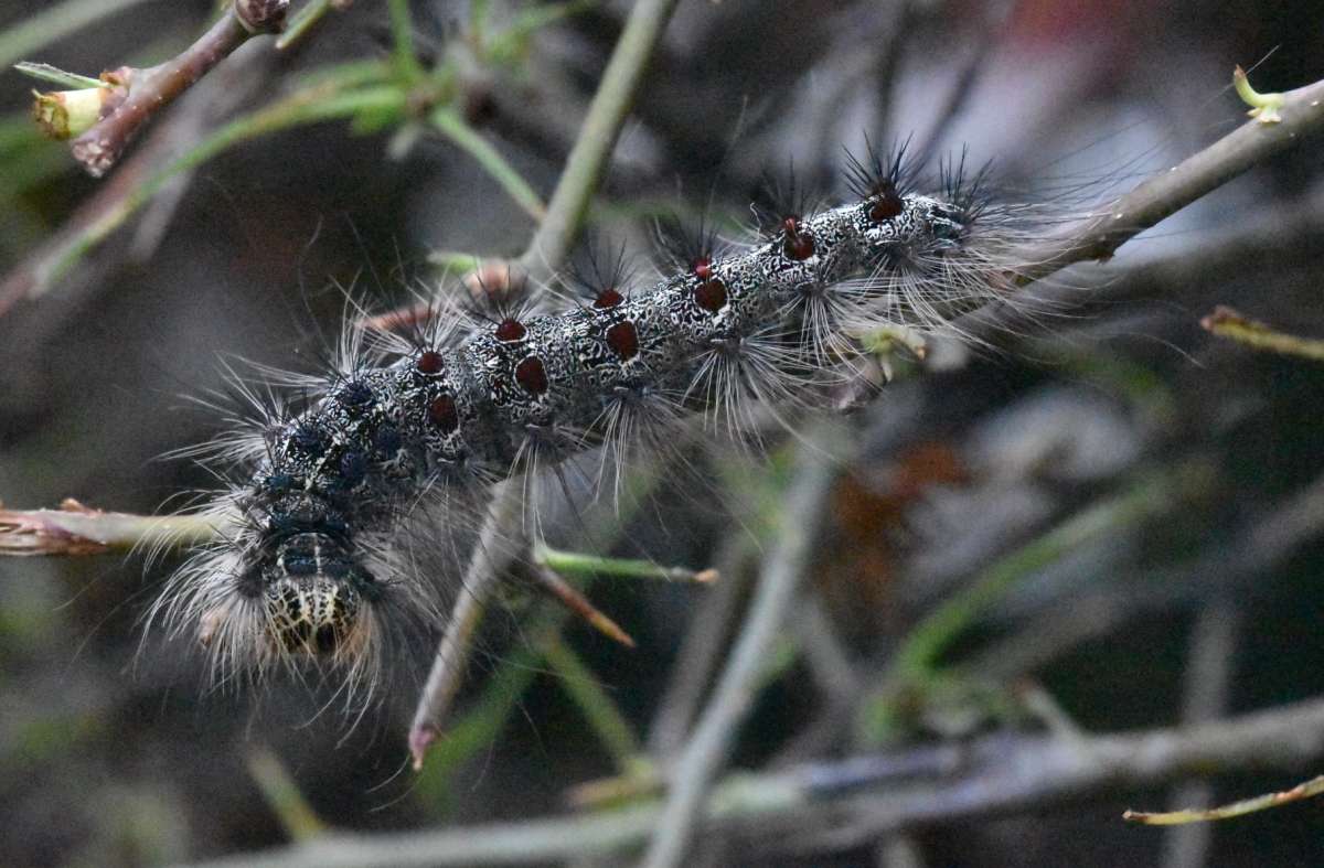 Gypsy Moth (Lymantria dispar) photographed in Kent by Ross Newham 