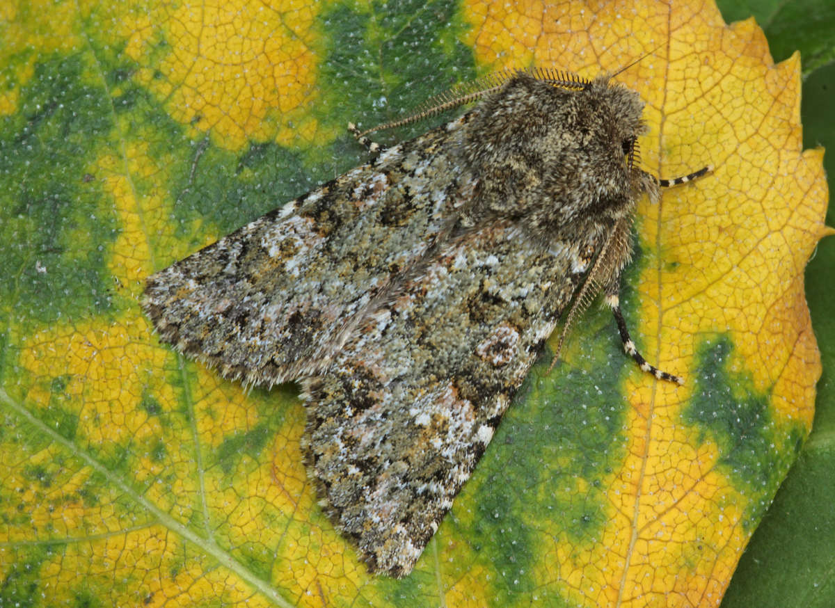 Feathered Ranunculus (Polymixis lichenea) photographed in Kent by Peter Maton 